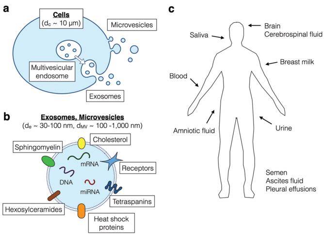 LDH Cytotoxicity Assay